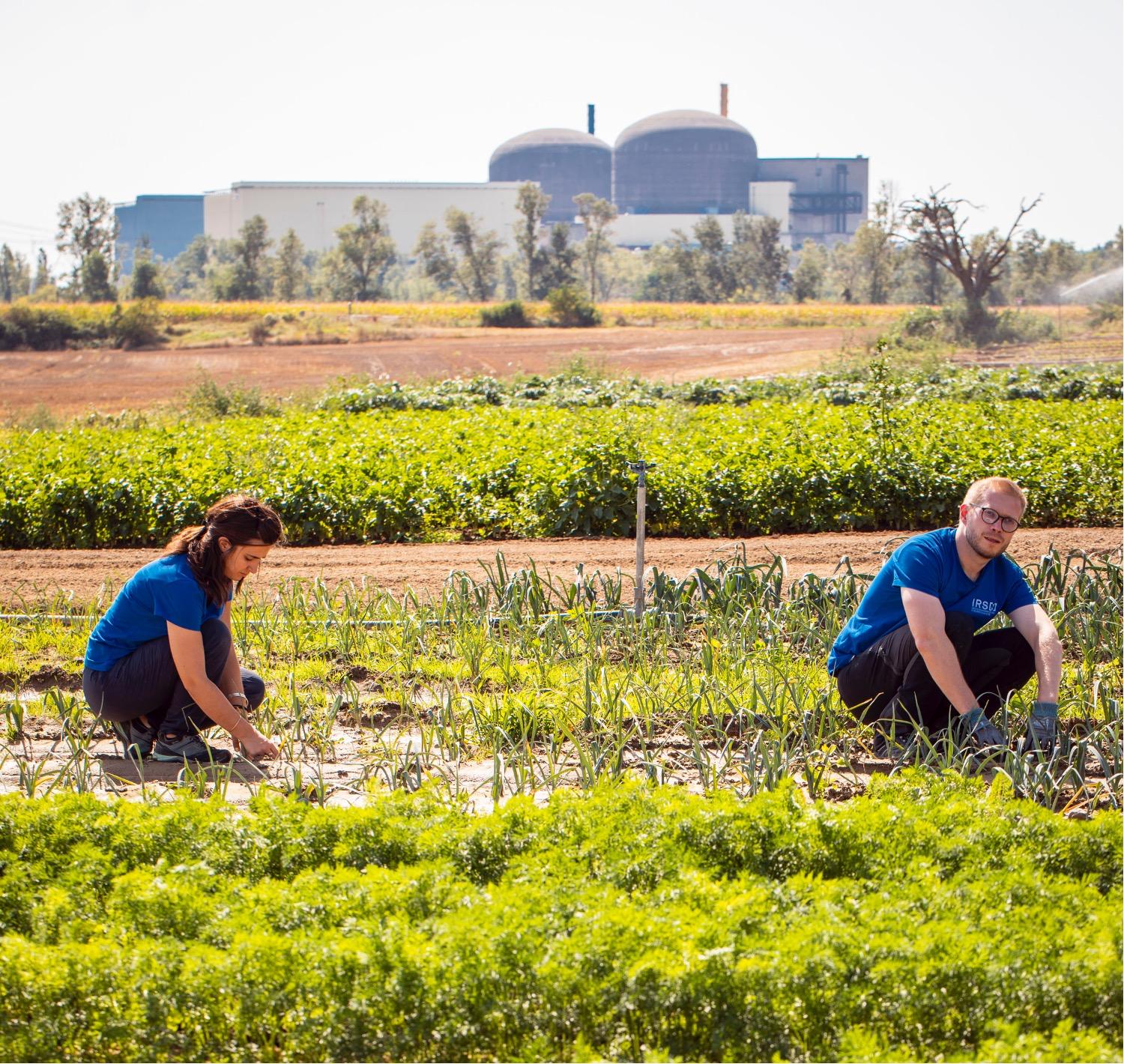 Les techniciens prélèvent des légumes près de la centrale de Saint-Alban Saint-Maurice (Isère) 